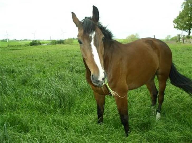 Dansk Varmblod Rolando *Solgt* billede 11