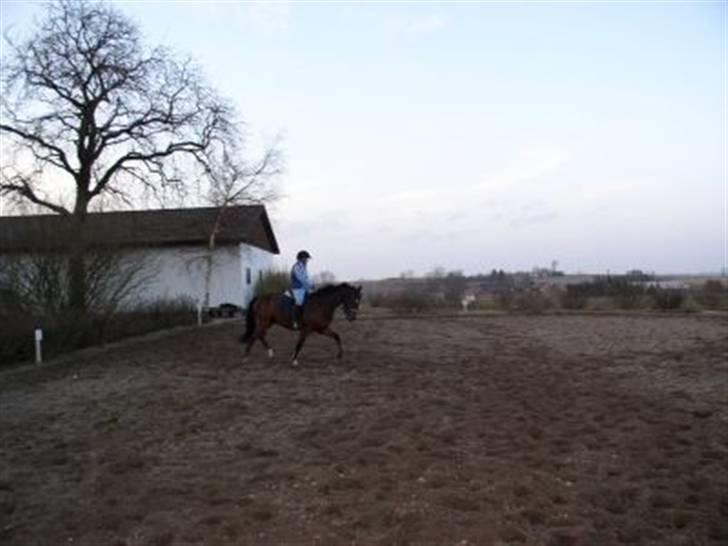 Dansk Varmblod Rolando *Solgt* billede 12