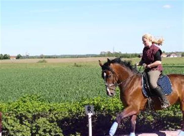 Dansk Varmblod Rolando *Solgt* billede 13