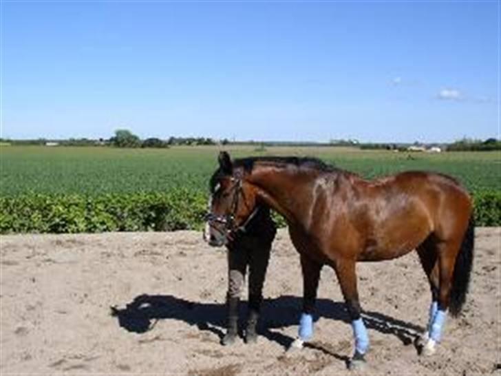 Dansk Varmblod Rolando *Solgt* billede 14