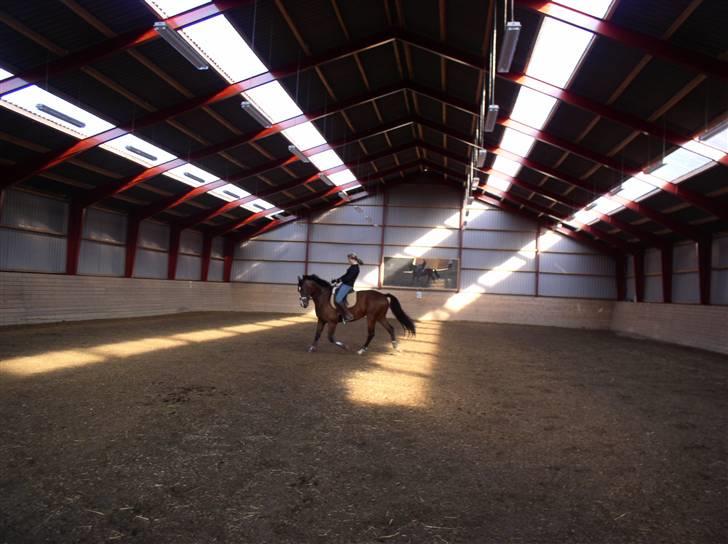 Dansk Varmblod Rolando *Solgt* billede 15