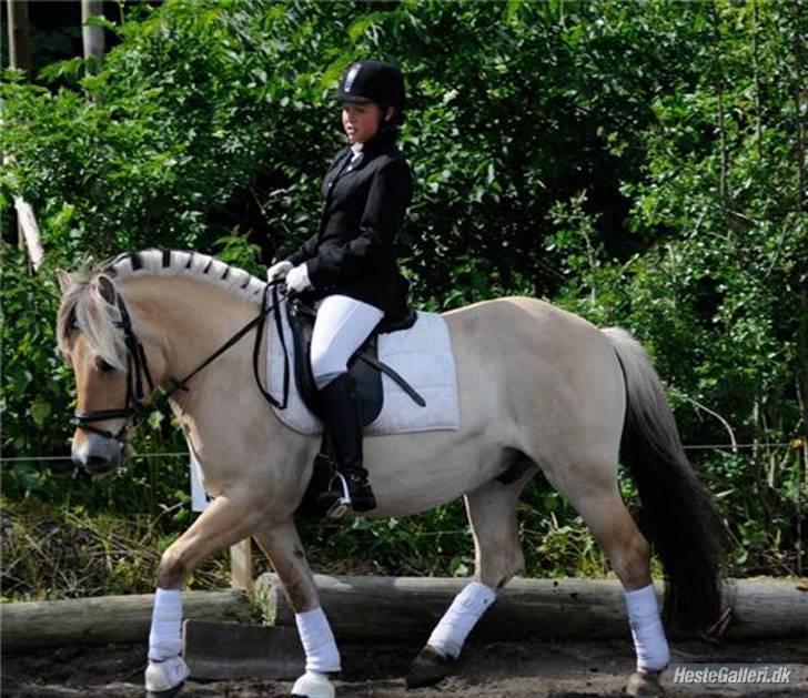 Fjordhest flayans ziwago R.I.P billede 1