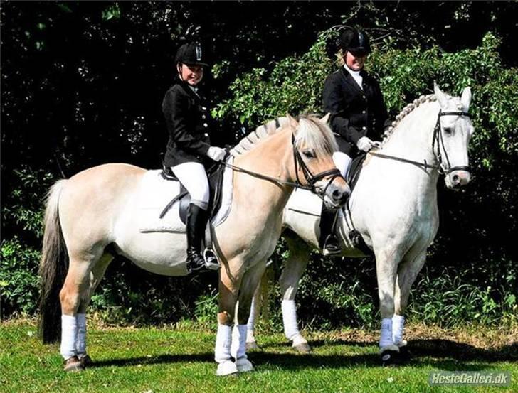 Fjordhest flayans ziwago R.I.P billede 2