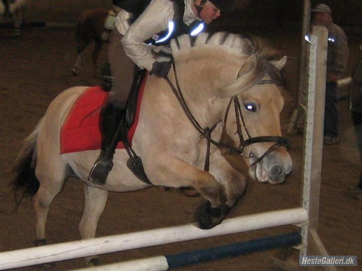 Fjordhest flayans ziwago R.I.P billede 3