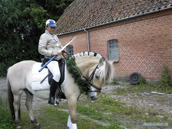 Fjordhest flayans ziwago R.I.P billede 4