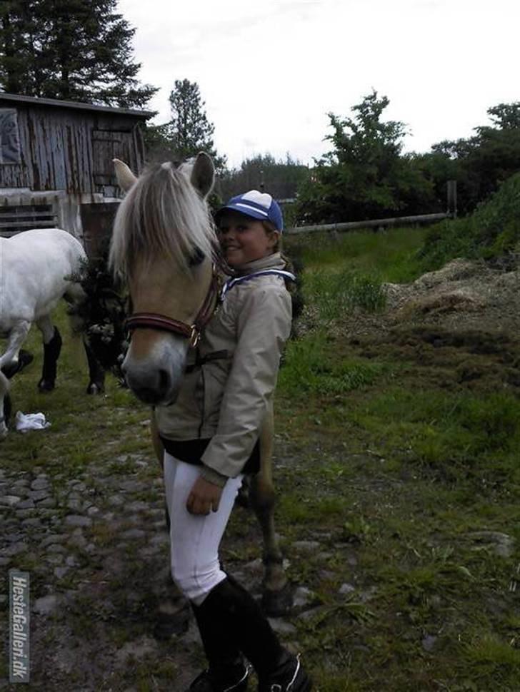 Fjordhest flayans ziwago R.I.P billede 5