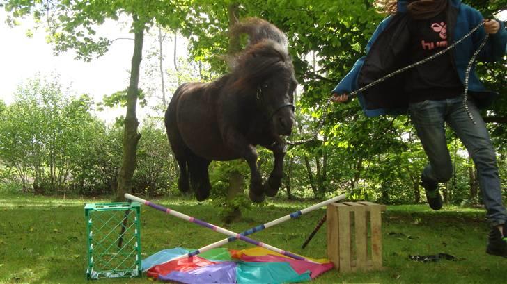 Shetlænder Emil - Velkommen :) Mil i fin stil over paraply skærmen. :) Tag jer ikke af mig :P billede 1