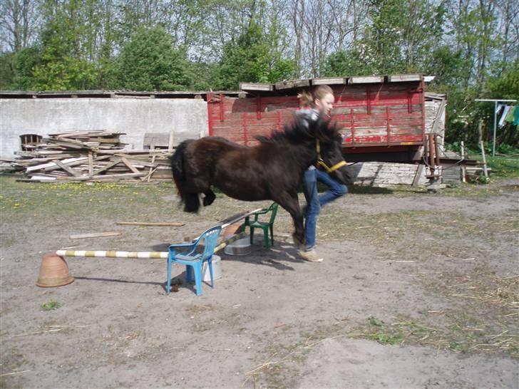 Shetlænder Emil - Min lille springer :) Han har sprungt 70 cm. og han er selv ca. 84 cm. :) billede 2