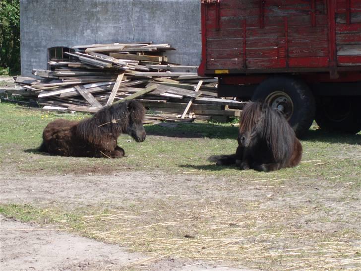 Shetlænder Emil - Charlie og Emil<3 billede 3
