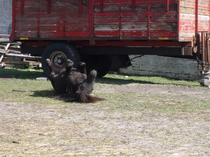 Shetlænder Emil - Dejligt med en lille rulletur<3 billede 4