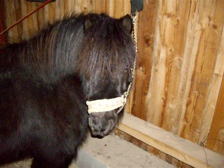 Shetlænder  | Emil  - Velkommen til Lille mils profil xD  billede 1