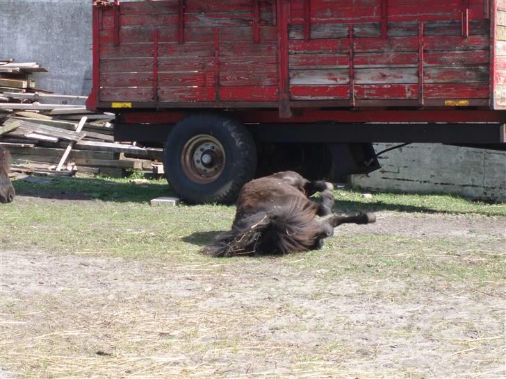 Shetlænder Emil - Det klør :) billede 5
