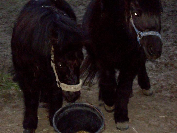 Shetlænder  | Emil  - Mil sammen med hans aller, allerbedste ven - TULLE - ! <3 billede 4