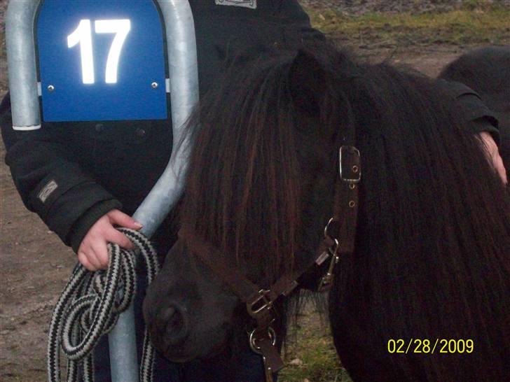 Shetlænder Emil - kan i gætte hvor gamel han er:D billede 6