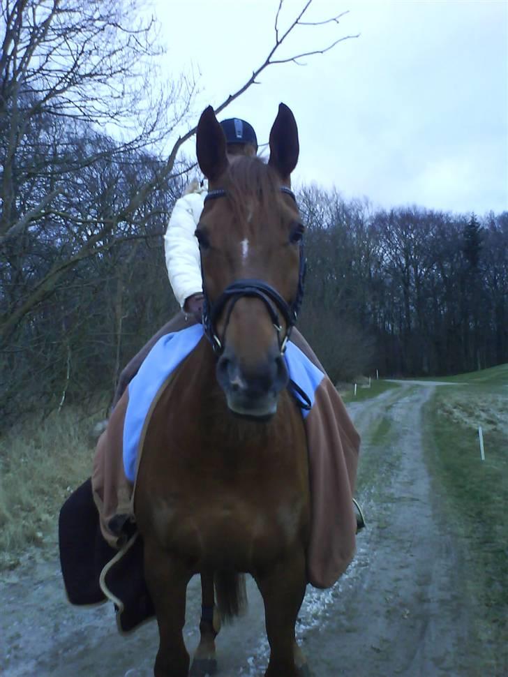 Dansk Varmblod Try Roca billede 17