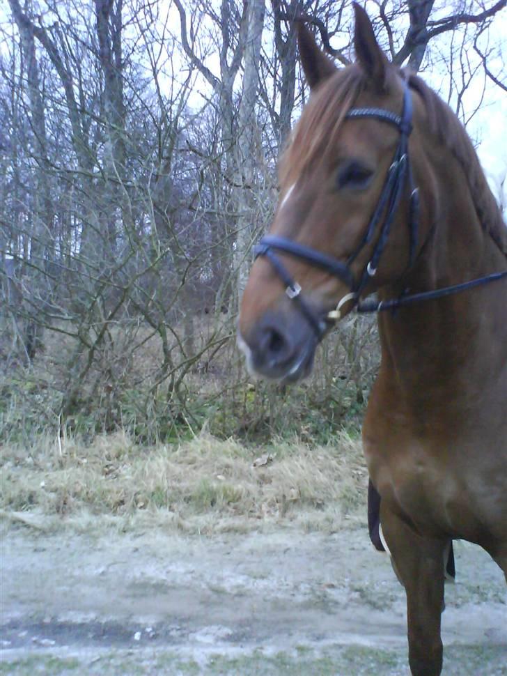 Dansk Varmblod Try Roca billede 18