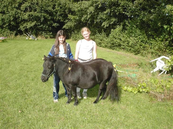 Shetlænder Emil - Tykke Emil.. Og meget meget lille mig :b billede 7