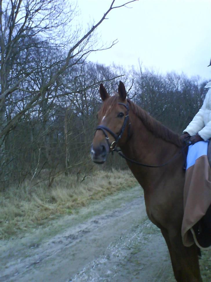 Dansk Varmblod Try Roca billede 19