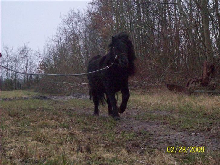 Shetlænder Emil - Fuld galop på crosser banen <3 billede 8