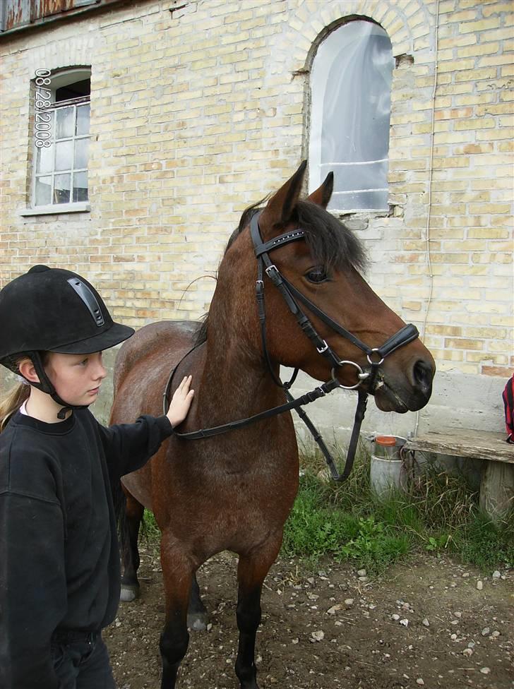 DSP Cirkeline (Sofa) - Stenholt Hestepension *Fotograf: Mor* billede 1