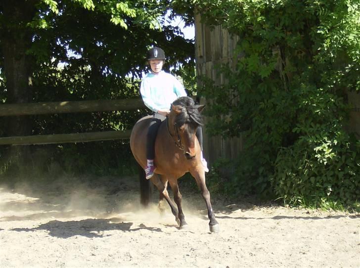 DSP Cirkeline (Sofa) - Super dressur musse *Fotograf: Mor* billede 2