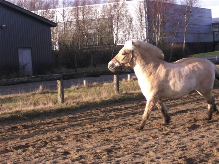 Fjordhest Obelix<3 *solgt* :`( - *4 Obe er araber haha xD  billede 4