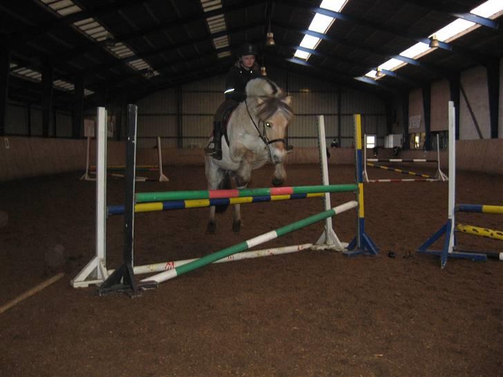 Fjordhest Obelix<3 *solgt* :`( - *6 ca 1 meter billede 6