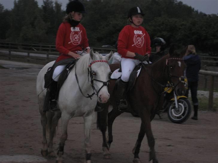 Anden særlig race Cindy billede 16