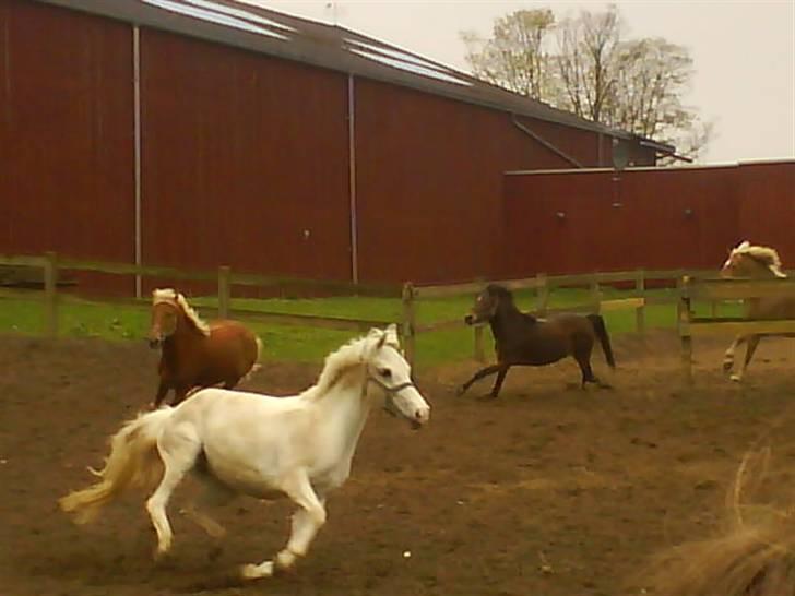 Anden særlig race Cindy billede 17