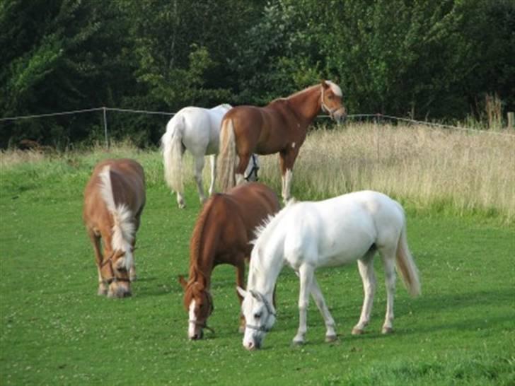 Anden særlig race Cindy billede 18