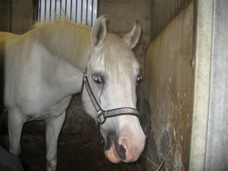 Anden særlig race Cindy billede 19