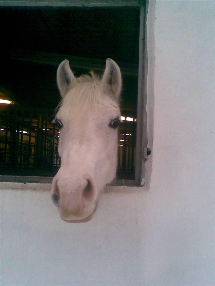 Anden særlig race Cindy billede 20
