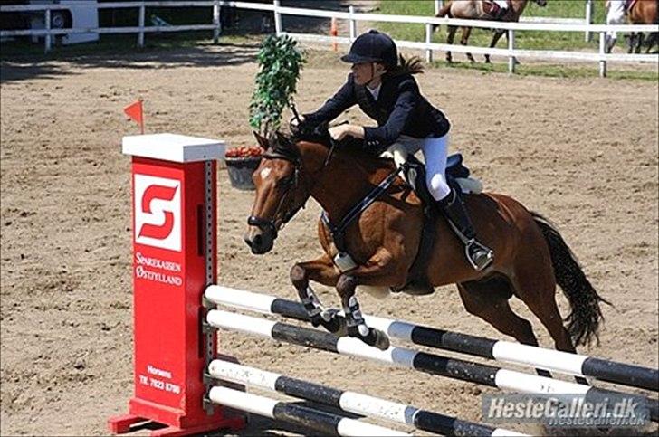 Anden særlig race Lautons Flight B-Pony - LA på Ponygaarden Solvang. Vandt klassen :-)) billede 2