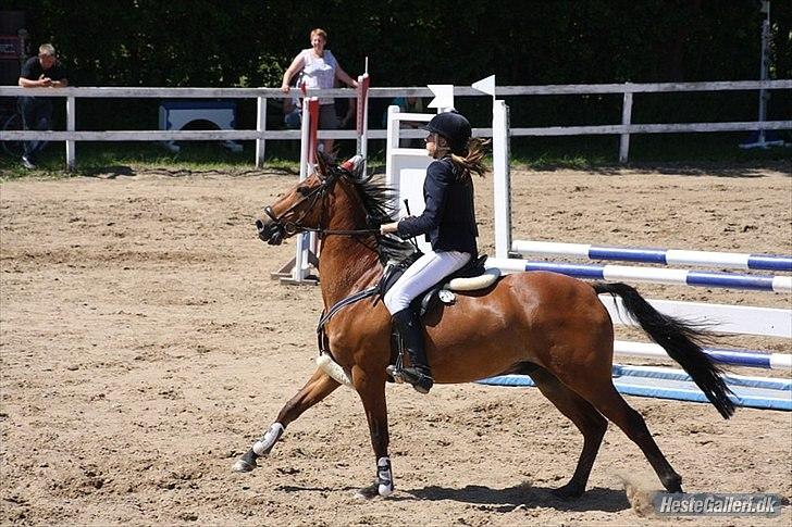 Anden særlig race Lautons Flight B-Pony - I galop på Ponygården :) billede 8