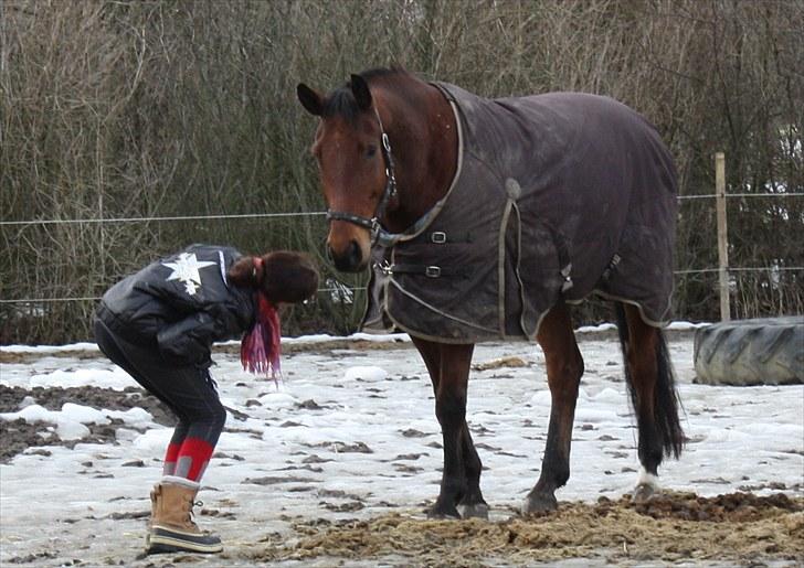 Dansk Varmblod Østerbjerggårds Mr. Wega  - Kys til dejligeste Blybber <3<3 foto Lærke  billede 7