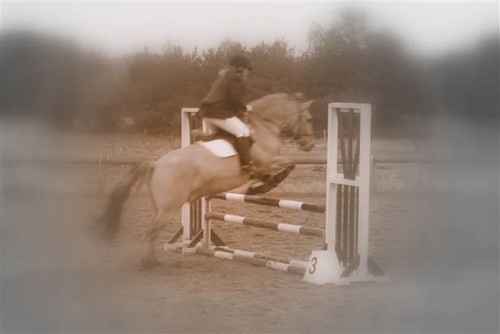 Anden særlig race Seven - til spring stævne med 7 : foto daddie billede 1