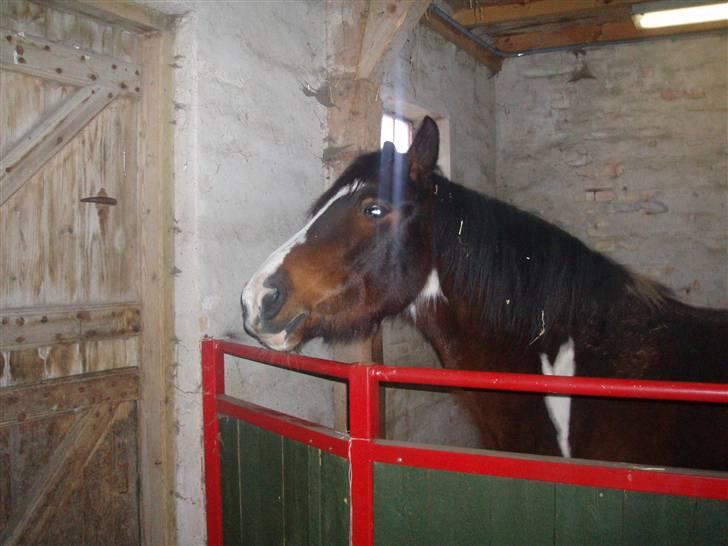 Anden særlig race tarzan er desvere død - her er han i boksen billede 6