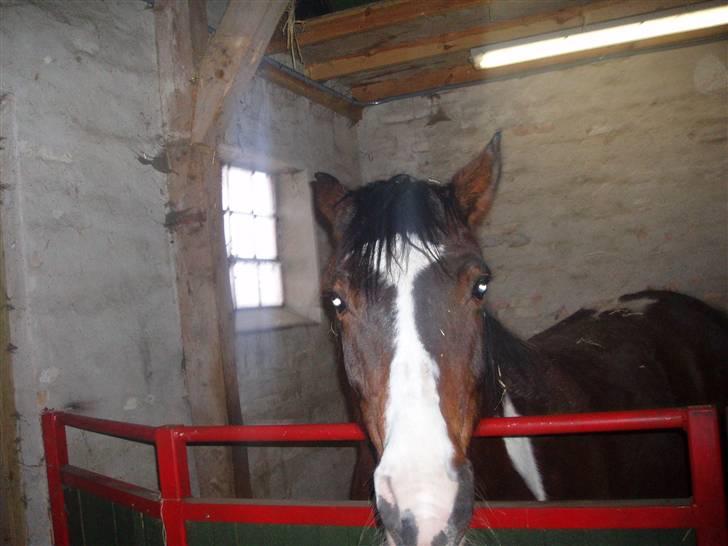 Anden særlig race tarzan er desvere død - og han er også sur her billede 7