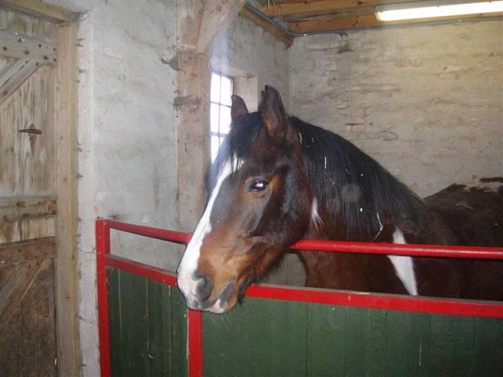 Anden særlig race tarzan er desvere død billede 8