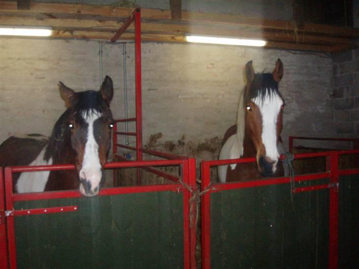 Anden særlig race tarzan er desvere død - her er tarzan og olivia i stalden billede 9