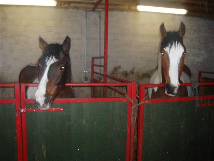 Anden særlig race tarzan er desvere død - nu tror jeg ikke tarzan gider mere billede 10