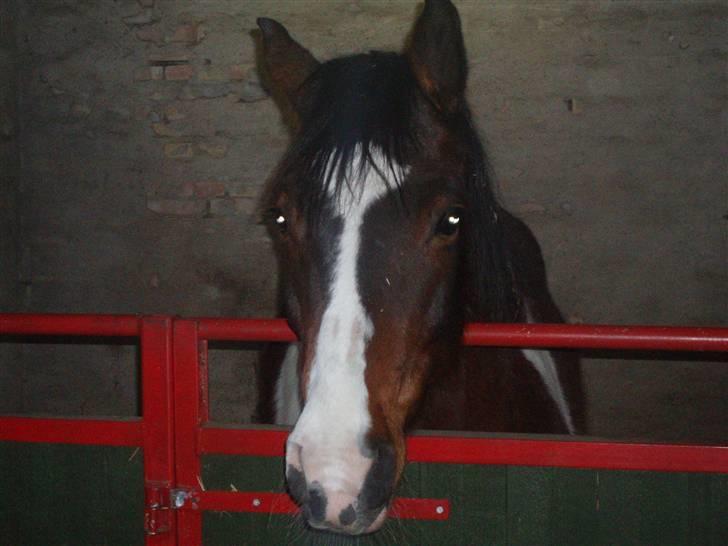 Anden særlig race tarzan er desvere død - her er han glad  billede 11