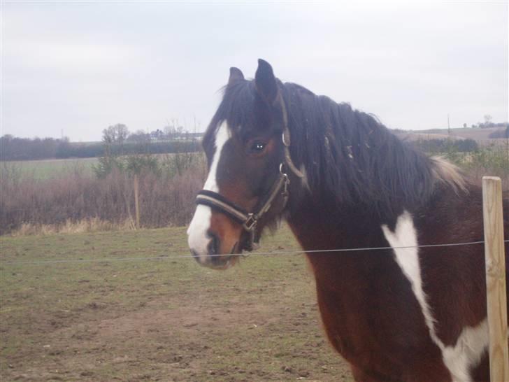 Anden særlig race tarzan er desvere død - her er han på folden... : ) billede 12