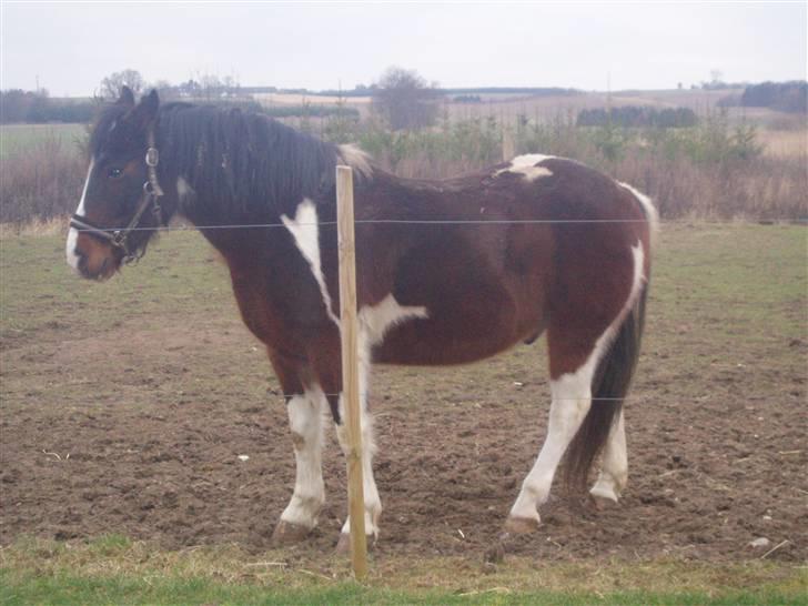 Anden særlig race tarzan er desvere død - her har han ond i benet.. av av.. billede 13