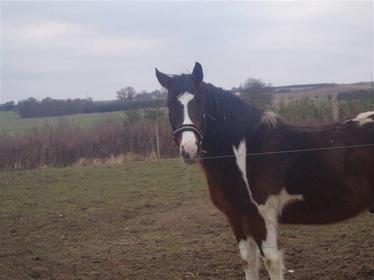 Anden særlig race tarzan er desvere død - jeg tror han tænker "hvad laver hun".. : ) billede 14