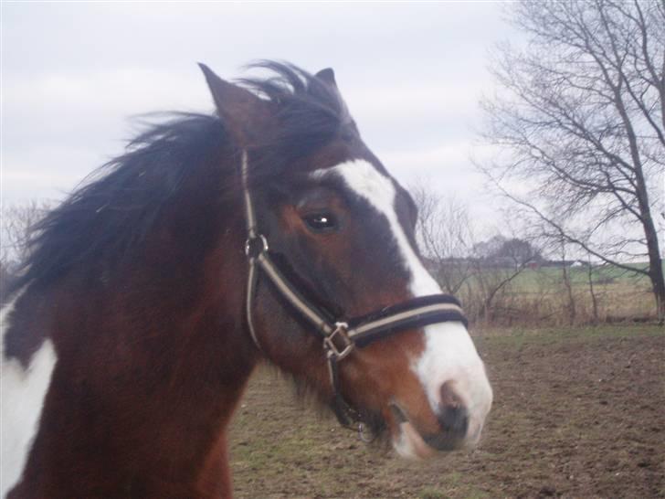 Anden særlig race tarzan er desvere død - vind i håret og rockstar briller på... : ) billede 15