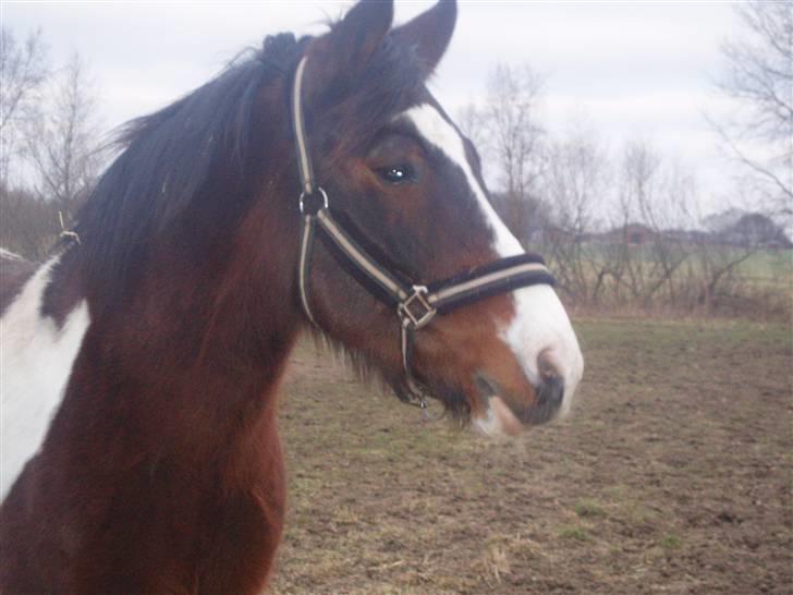 Anden særlig race tarzan er desvere død - hey hvad laver du olivia...?? billede 16