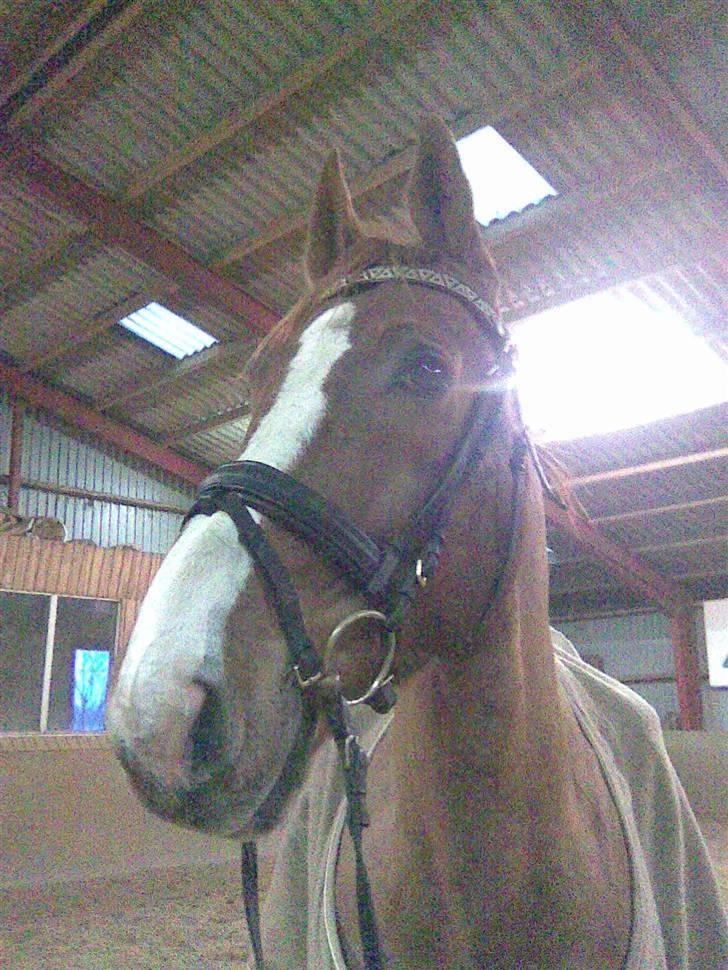 Dansk Varmblod Unique Des Malais *låne* - Uni´s smukke hovede efter ridning billede 1
