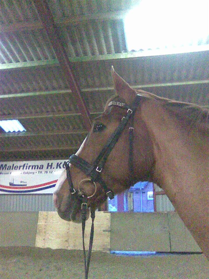 Dansk Varmblod Unique Des Malais *låne* - uni.. efter ridning billede 2