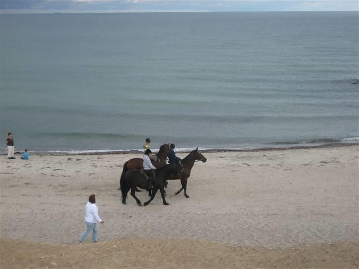 Oldenborg Grandessa (død) - Strand :D billede 12